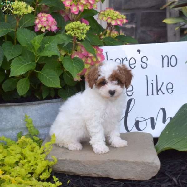 Hope, Toy Poodle Puppy