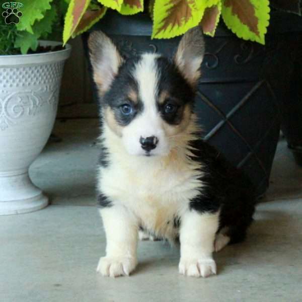 Hope, Pembroke Welsh Corgi Puppy