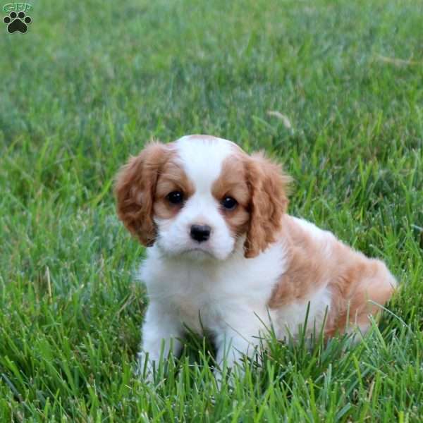 Hope, Cavalier King Charles Spaniel Puppy