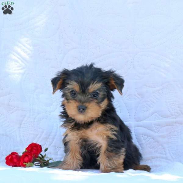 Hope, Yorkie Puppy