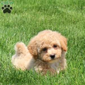 Hope, Bich-Poo Puppy