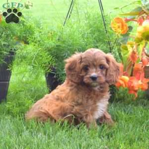 Hope, Cavapoo Puppy