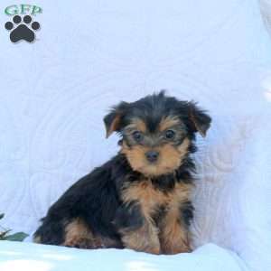 Hope, Yorkie Puppy