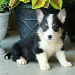 Hope, Pembroke Welsh Corgi Puppy