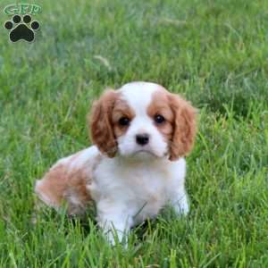 Hope, Cavalier King Charles Spaniel Puppy