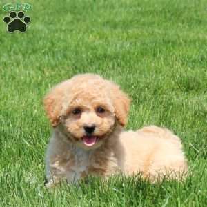 Hope, Bich-Poo Puppy