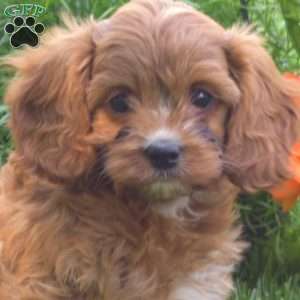 Hope, Cavapoo Puppy