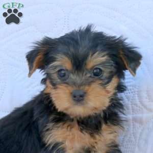 Hope, Yorkie Puppy