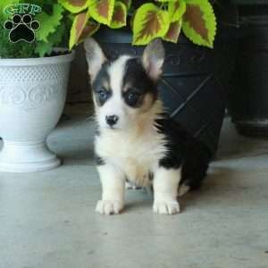 Hope, Pembroke Welsh Corgi Puppy