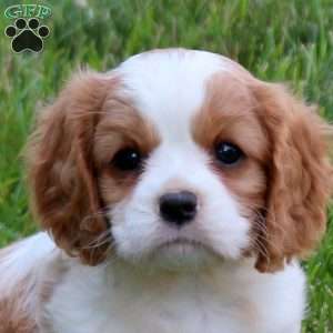 Hope, Cavalier King Charles Spaniel Puppy