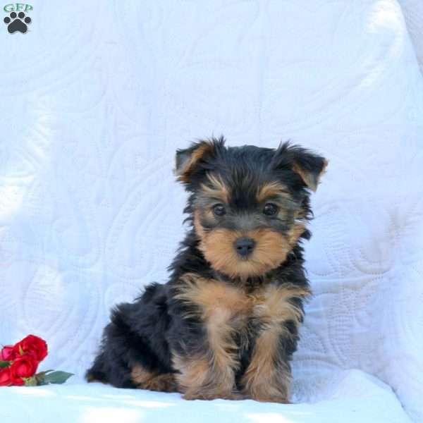 Houston, Yorkie Puppy