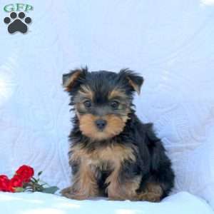 Houston, Yorkie Puppy