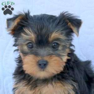 Houston, Yorkie Puppy