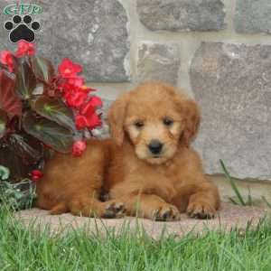 Howard, Goldendoodle Puppy
