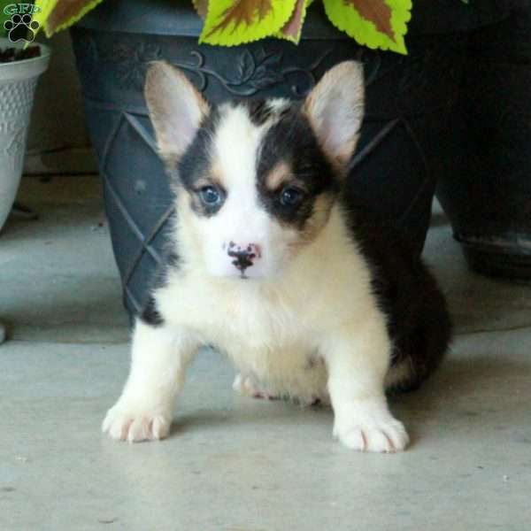 Huckleberry, Pembroke Welsh Corgi Puppy