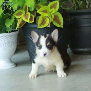 Huckleberry, Pembroke Welsh Corgi Puppy
