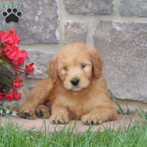 Hudson, Goldendoodle Puppy