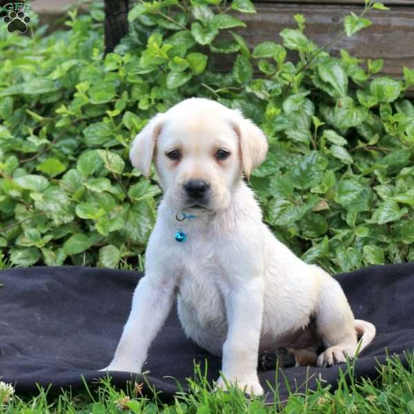 Hudson, Yellow Labrador Retriever Puppy