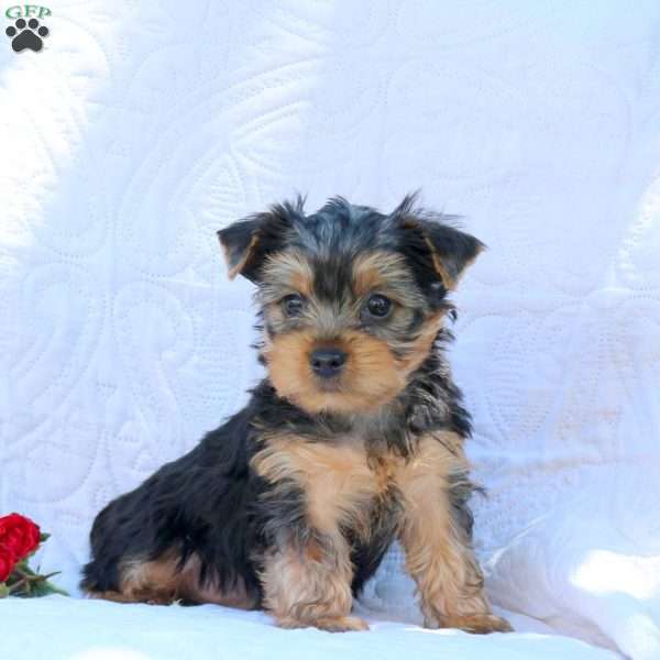 Hudson, Yorkie Puppy