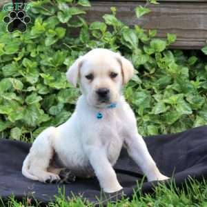 Hudson, Yellow Labrador Retriever Puppy