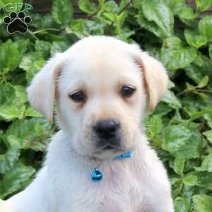 Hudson, Yellow Labrador Retriever Puppy