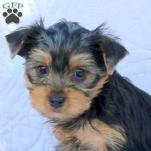 Hudson, Yorkie Puppy