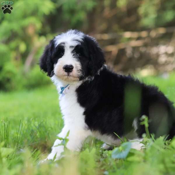 Hugo, Sheepadoodle Puppy