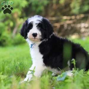Hugo, Sheepadoodle Puppy