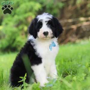 Hugo, Sheepadoodle Puppy