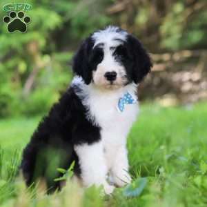 Hugo, Sheepadoodle Puppy