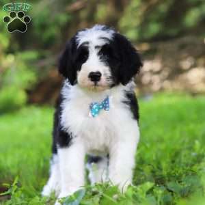 Hugo, Sheepadoodle Puppy