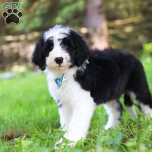 Hugo, Sheepadoodle Puppy