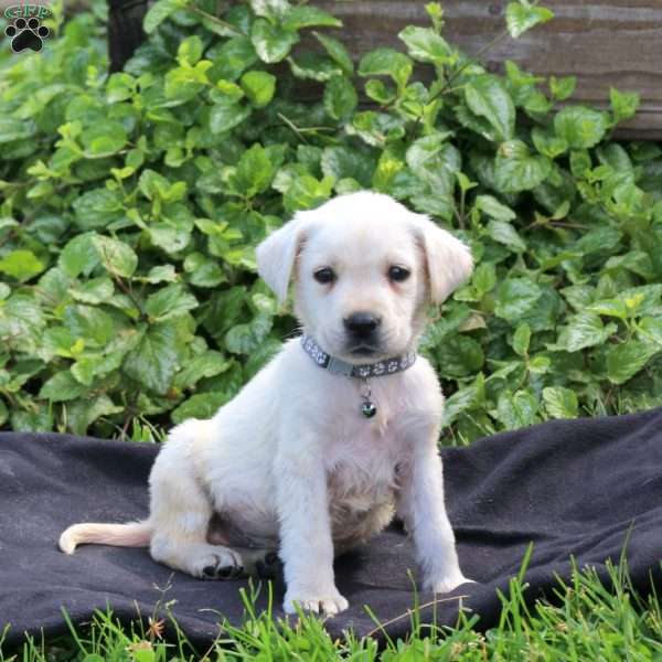 Hugo, Yellow Labrador Retriever Puppy