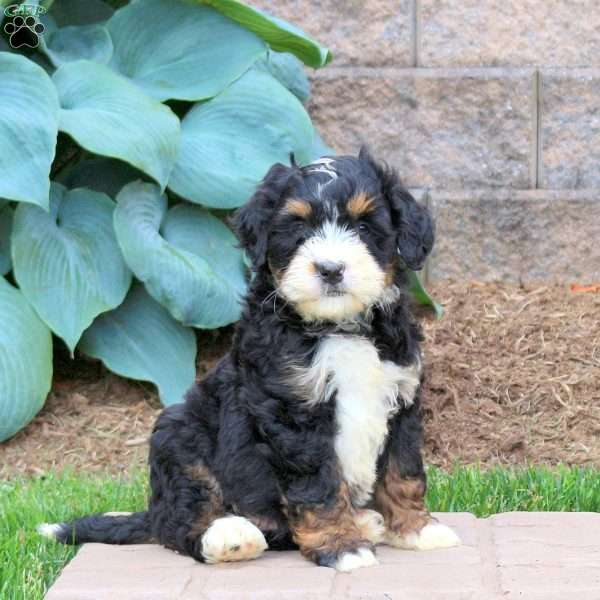 Hugo, Mini Bernedoodle Puppy