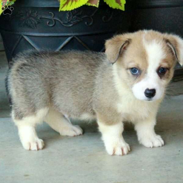 Hugo, Pembroke Welsh Corgi Puppy