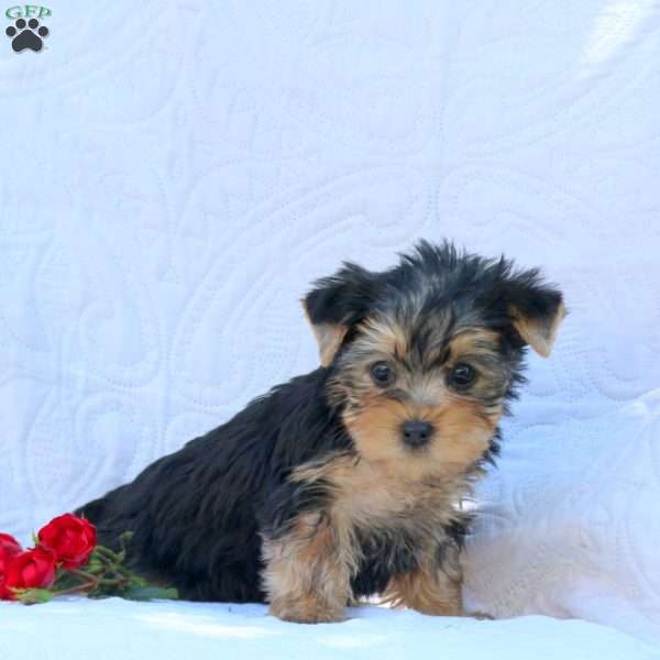 Hugo, Yorkie Puppy