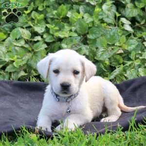 Hugo, Yellow Labrador Retriever Puppy