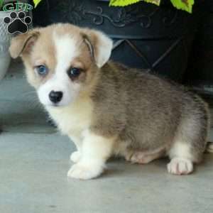 Hugo, Pembroke Welsh Corgi Puppy