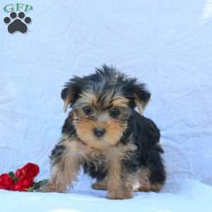 Hugo, Yorkie Puppy