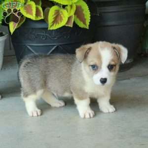 Hugo, Pembroke Welsh Corgi Puppy