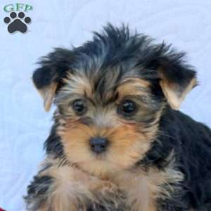 Hugo, Yorkie Puppy