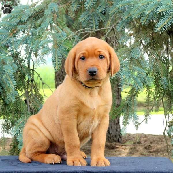 Hunter, Fox Red Labrador Retriever Puppy