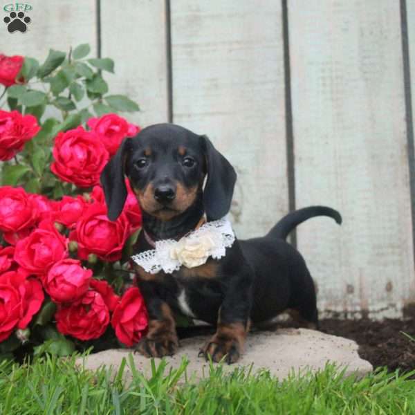 Hunter, Dachshund Puppy