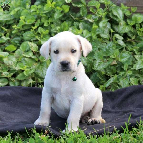 Hunter, Yellow Labrador Retriever Puppy