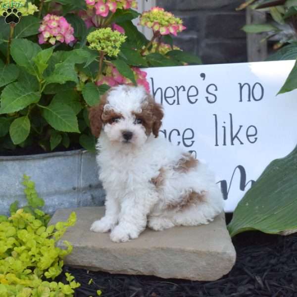 Hunter, Toy Poodle Puppy
