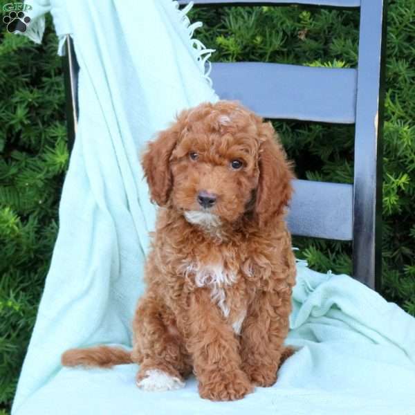 Hunter, Cavapoo Puppy
