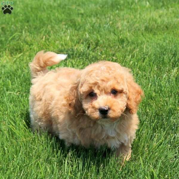 Hunter, Bich-Poo Puppy