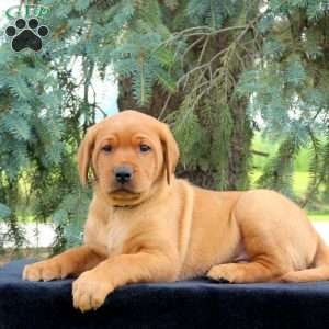 Hunter, Fox Red Labrador Retriever Puppy