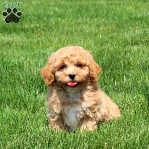 Hunter, Bich-Poo Puppy