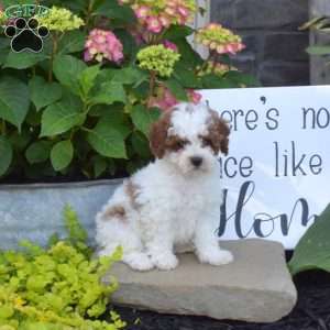 Hunter, Toy Poodle Puppy